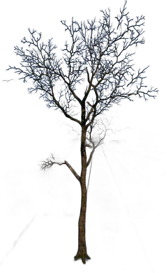 DayZ TreeHard_t_quercusRobur_2d - Treehard T Quercusrobur 2D image