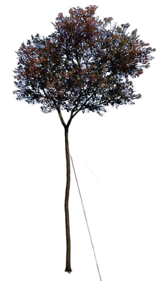 DayZ TreeHard_t_quercusRobur_2f - Treehard T Quercusrobur 2F image