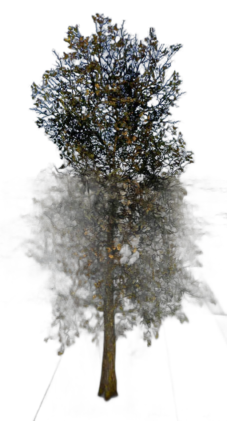 DayZ TreeHard_t_quercusRobur_2sc - Treehard T Quercusrobur 2Sc image