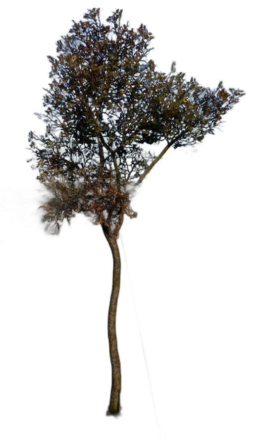 DayZ TreeHard_t_quercusRobur_3f - Treehard T Quercusrobur 3F image