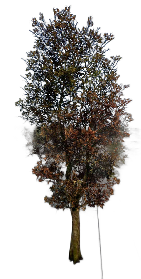 DayZ TreeHard_t_quercusRobur_3fb - Treehard T Quercusrobur 3Fb image
