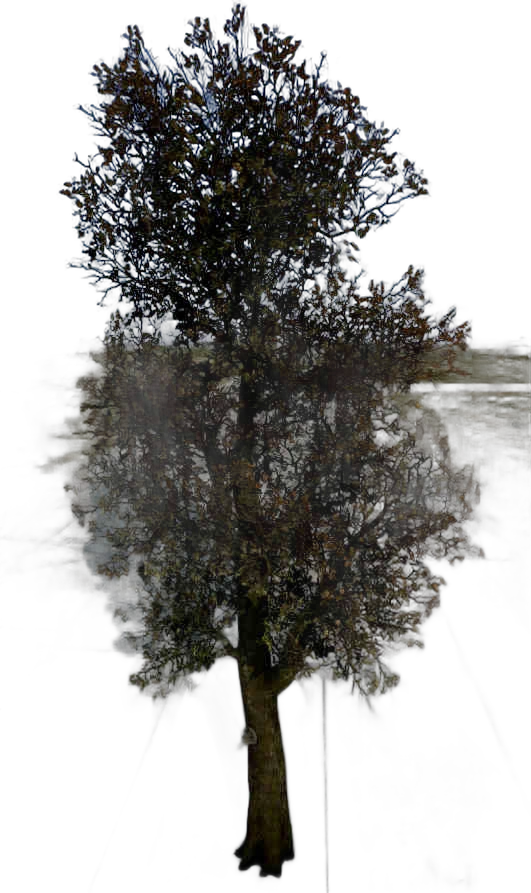 DayZ TreeHard_t_quercusRobur_3s - Treehard T Quercusrobur 3S image