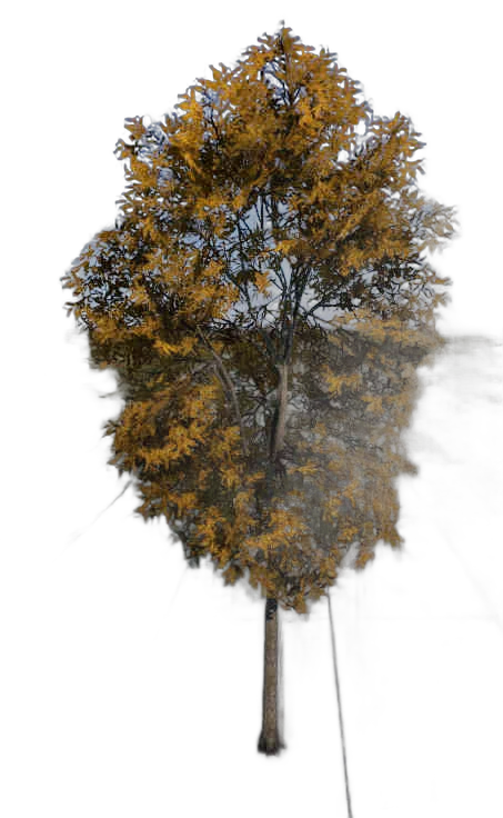 DayZ TreeHard_t_robiniaPseudoacacia_2f - Treehard T Robiniapseudoacacia 2F image