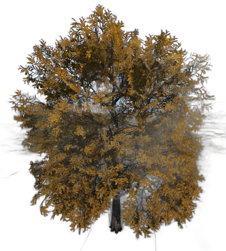 DayZ TreeHard_t_robiniaPseudoacacia_2s - Treehard T Robiniapseudoacacia 2S image