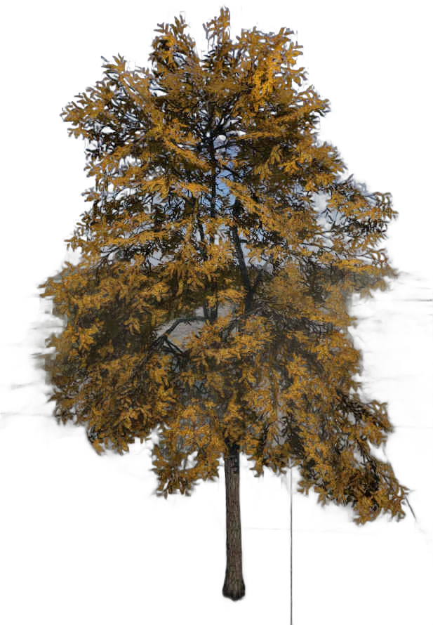DayZ TreeHard_t_robiniaPseudoacacia_3f - Treehard T Robiniapseudoacacia 3F image