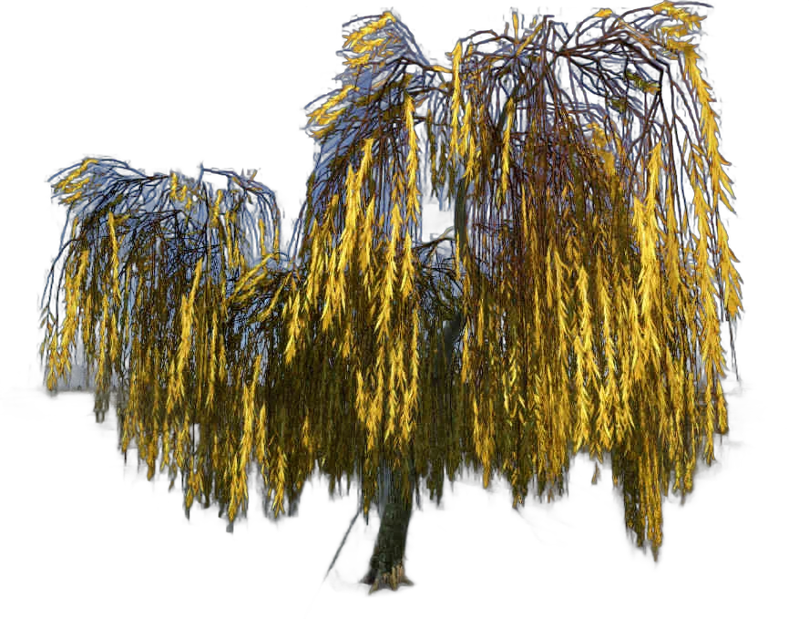 DayZ TreeHard_t_salixAlba_2s - Treehard T Salixalba 2S image
