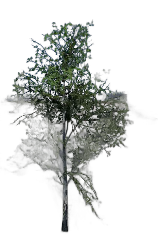 DayZ TreeSoft_t_BetulaPendulaE_1s_summer - Treesoft T Betulapendulae 1S Summer image