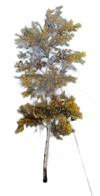 DayZ TreeSoft_t_BetulaPendula_1f - Treesoft T Betulapendula 1F image