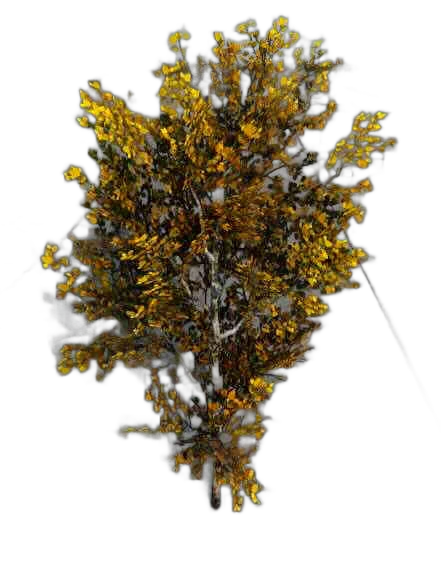 DayZ TreeSoft_t_BetulaPendula_1fb - Treesoft T Betulapendula 1Fb image