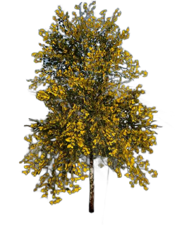 DayZ TreeSoft_t_BetulaPendula_1s - Treesoft T Betulapendula 1S image
