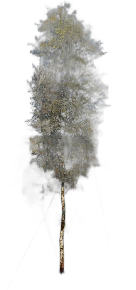 DayZ TreeSoft_t_BetulaPendula_2f - Treesoft T Betulapendula 2F image