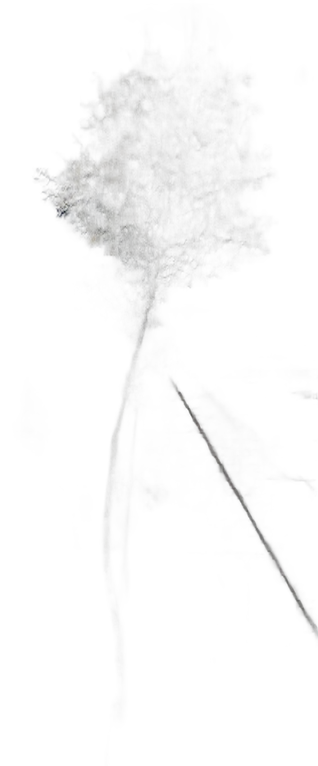 DayZ TreeSoft_t_BetulaPendula_2fb - Treesoft T Betulapendula 2Fb image