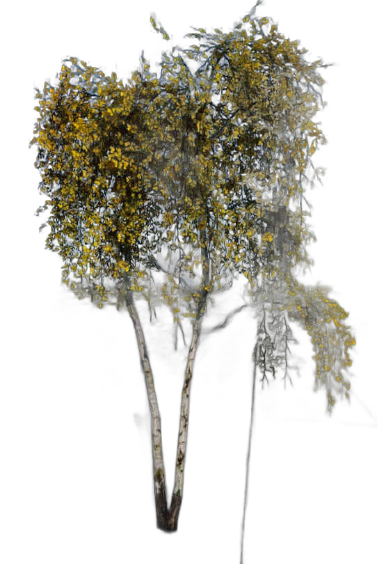 DayZ TreeSoft_t_BetulaPendula_2fc - Treesoft T Betulapendula 2Fc image