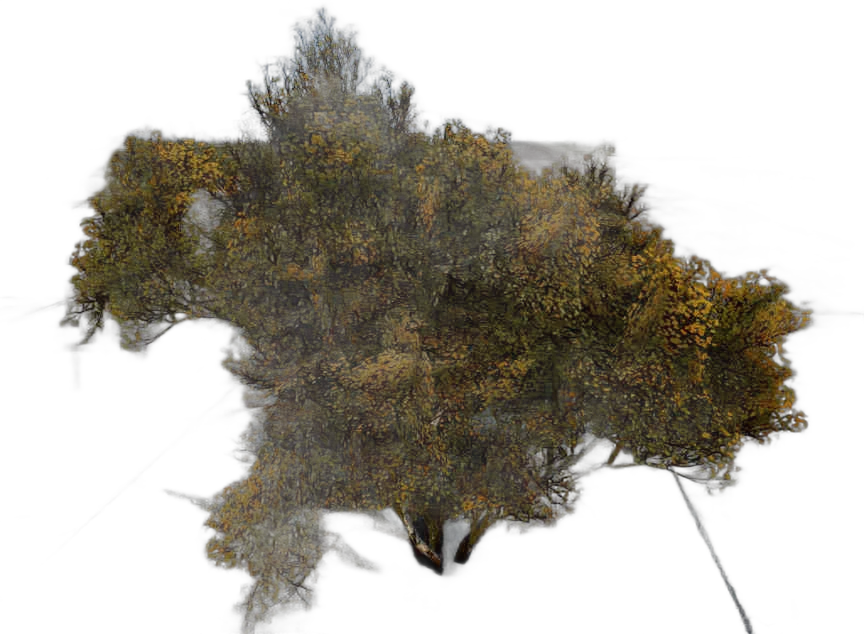 DayZ TreeSoft_t_BetulaPendula_2w - Treesoft T Betulapendula 2W image