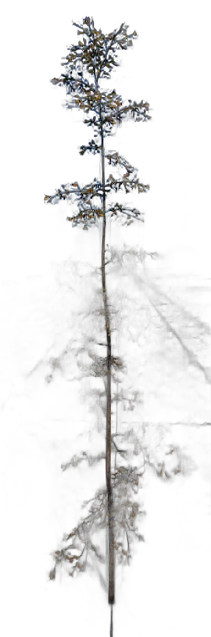 DayZ TreeSoft_t_FagusSylvatica_1f - Treesoft T Fagussylvatica 1F image