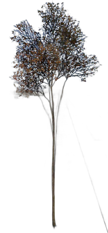 DayZ TreeSoft_t_FagusSylvatica_1fc - Treesoft T Fagussylvatica 1Fc image