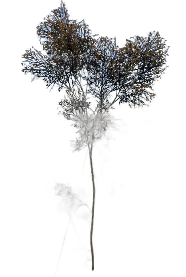 DayZ TreeSoft_t_FagusSylvatica_1fd - Treesoft T Fagussylvatica 1Fd image