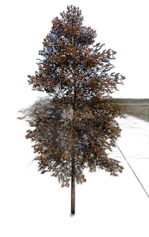 DayZ TreeSoft_t_FagusSylvatica_1s - Treesoft T Fagussylvatica 1S image