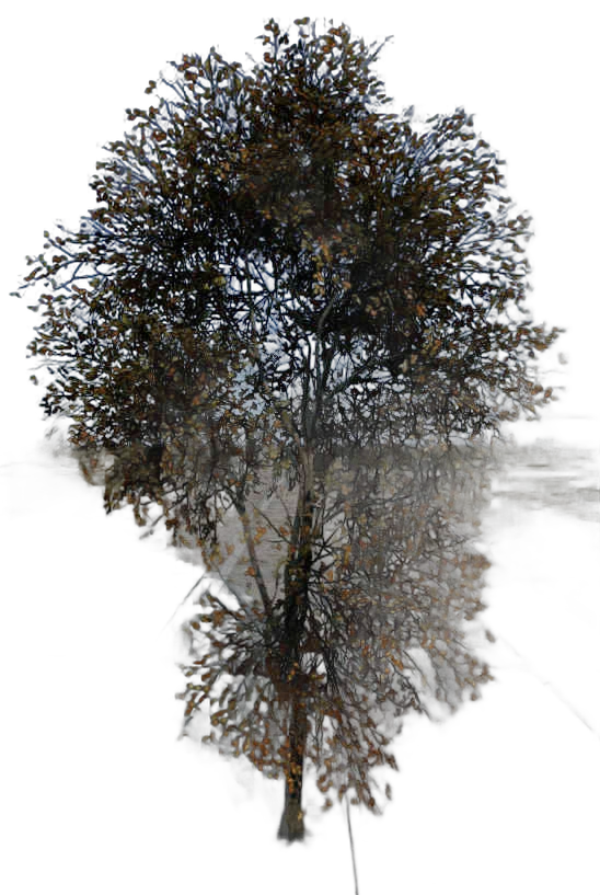 DayZ TreeSoft_t_FagusSylvatica_2sb - Treesoft T Fagussylvatica 2Sb image