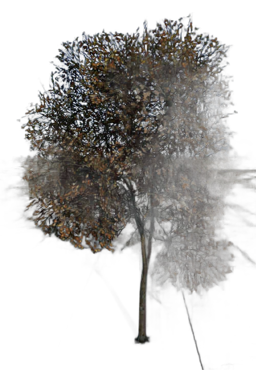 DayZ TreeSoft_t_FagusSylvatica_2sb_Trail_B - Treesoft T Fagussylvatica 2Sb Trail B image