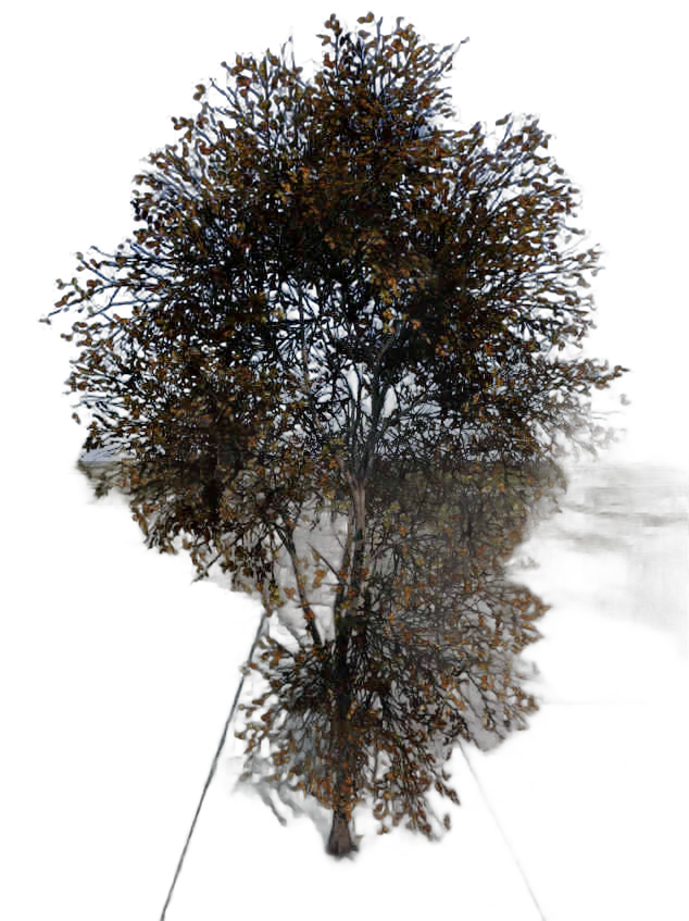 DayZ TreeSoft_t_FagusSylvatica_2sb_Trail_G - Treesoft T Fagussylvatica 2Sb Trail G image