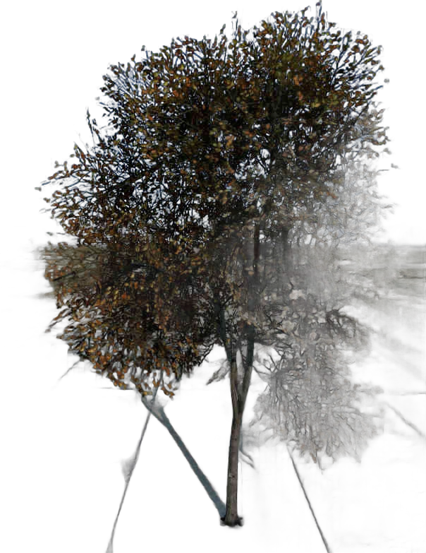 DayZ TreeSoft_t_FagusSylvatica_2sb_Trail_R - Treesoft T Fagussylvatica 2Sb Trail R image
