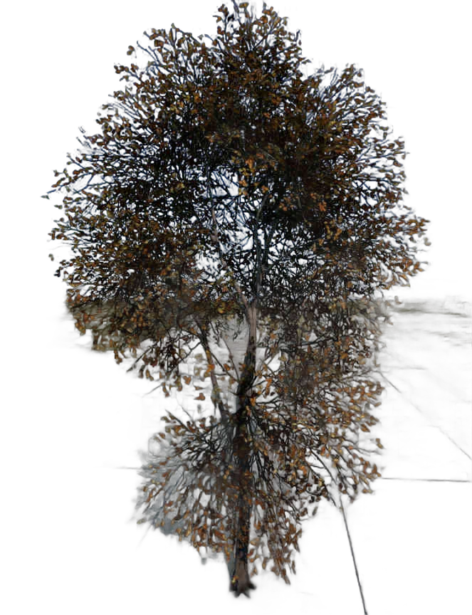 DayZ TreeSoft_t_FagusSylvatica_2sb_Trail_Y - Treesoft T Fagussylvatica 2Sb Trail Y image