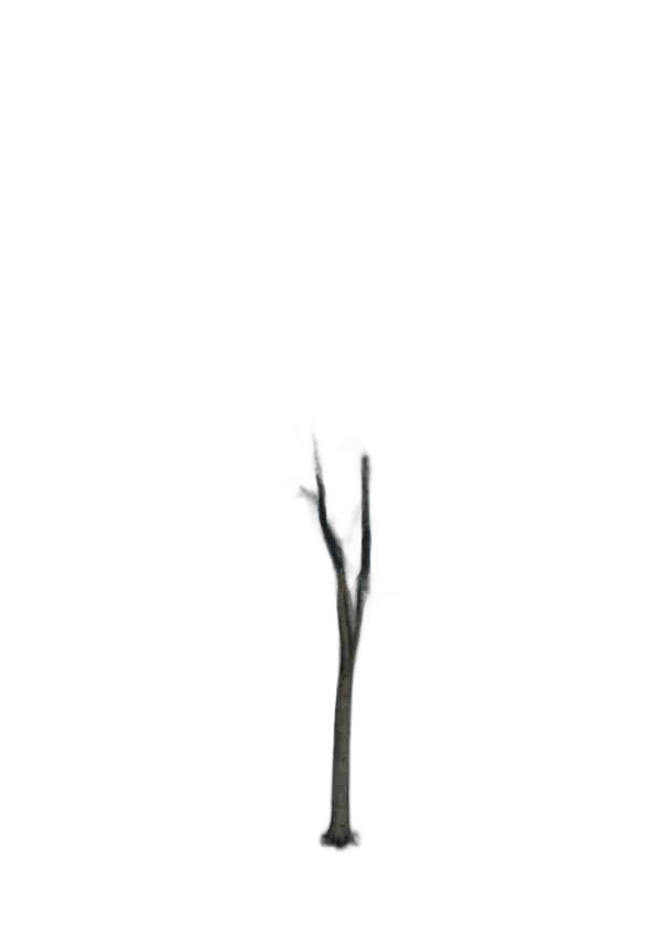DayZ TreeSoft_t_FagusSylvatica_2sb_summer - Treesoft T Fagussylvatica 2Sb Summer image