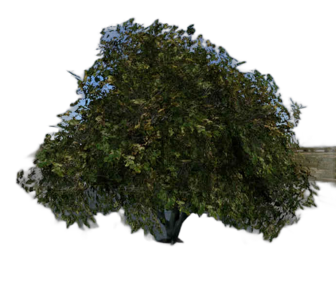 DayZ TreeSoft_t_FraxinusExcelsior_2w - Treesoft T Fraxinusexcelsior 2W image