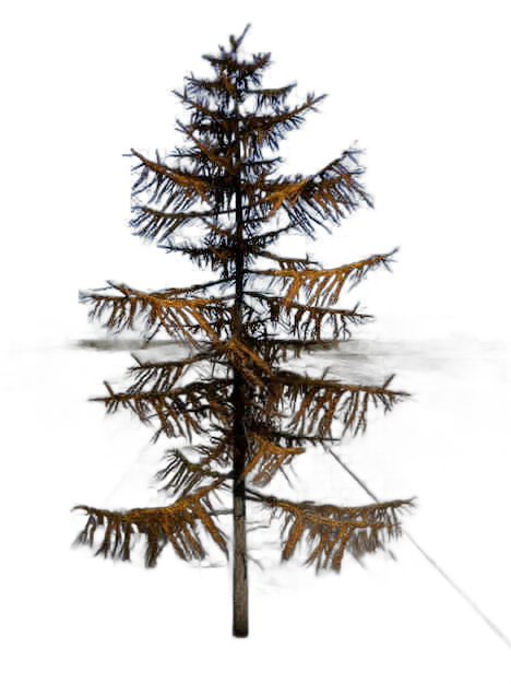 DayZ TreeSoft_t_LarixDecidua_1f - Treesoft T Larixdecidua 1F image
