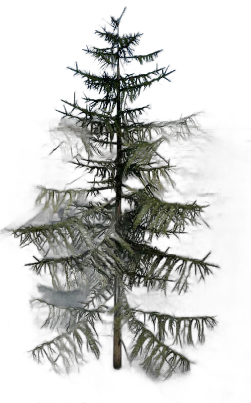 DayZ TreeSoft_t_LarixDecidua_1f_summer - Treesoft T Larixdecidua 1F Summer image