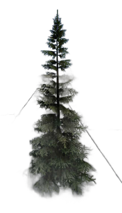 DayZ TreeSoft_t_PiceaAbies_1f - Treesoft T Piceaabies 1F image