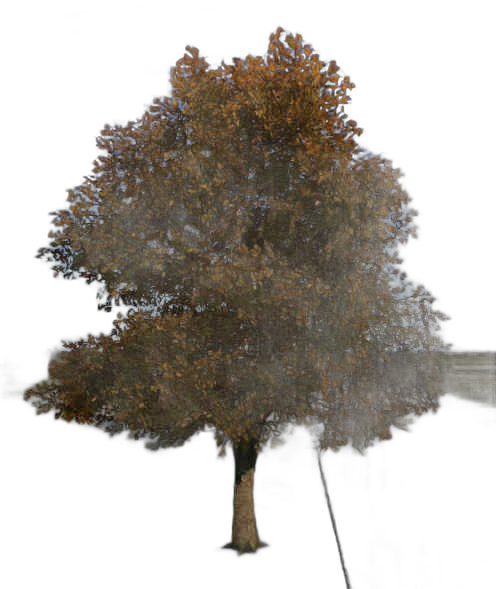 DayZ TreeSoft_t_malusDomestica_3s - Treesoft T Malusdomestica 3S image