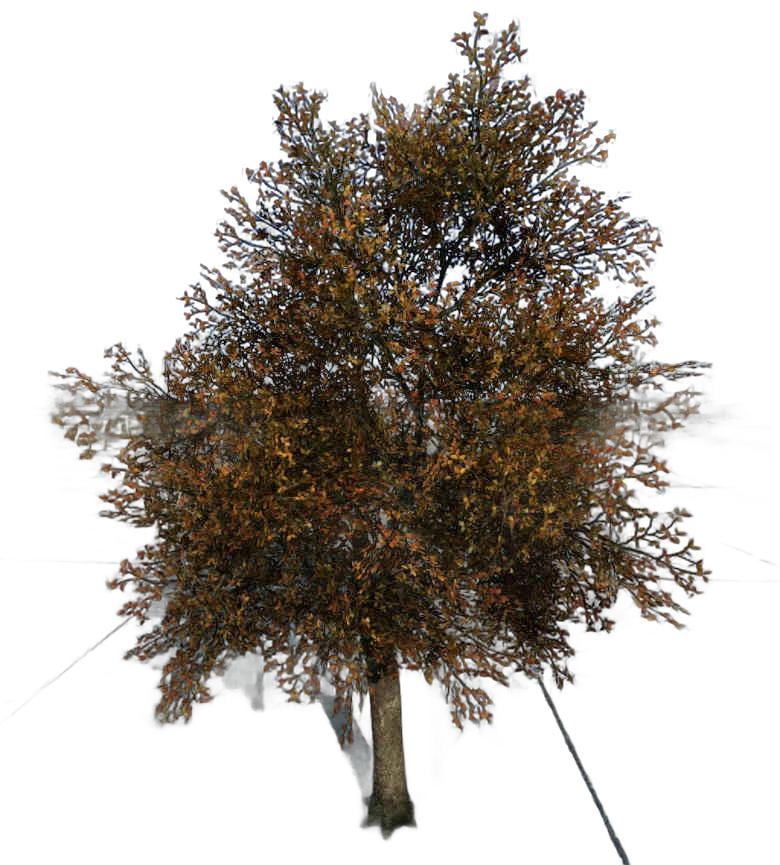 DayZ TreeSoft_t_pyrusCommunis_2s - Treesoft T Pyruscommunis 2S image