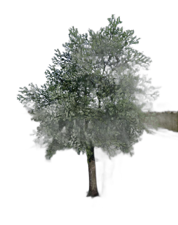 DayZ TreeSoft_t_pyrusCommunis_2s_summer - Treesoft T Pyruscommunis 2S Summer image