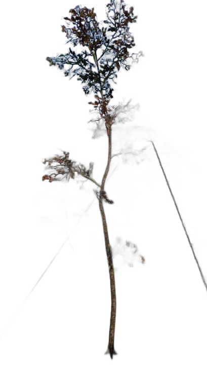 DayZ TreeSoft_t_quercusRobur_1f - Treesoft T Quercusrobur 1F image