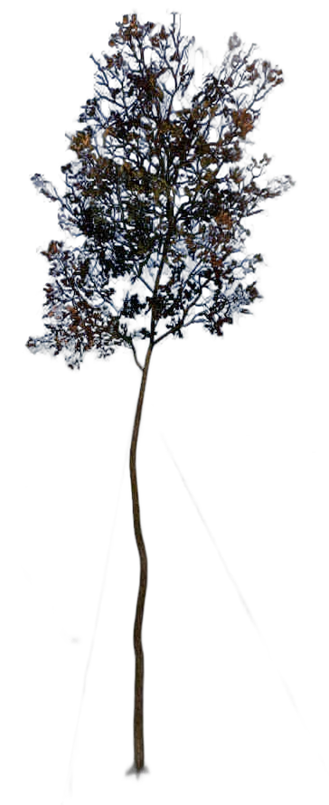 DayZ TreeSoft_t_quercusRobur_1fc - Treesoft T Quercusrobur 1Fc image