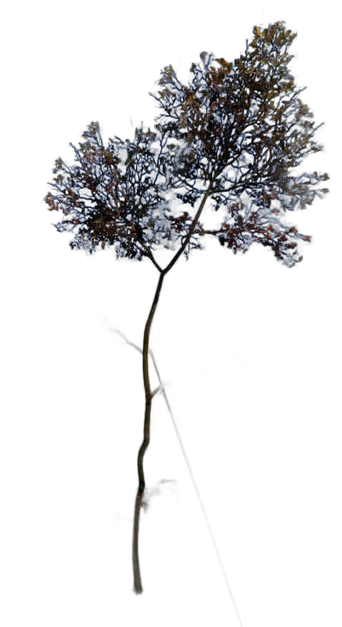 DayZ TreeSoft_t_quercusRobur_1fd - Treesoft T Quercusrobur 1Fd image