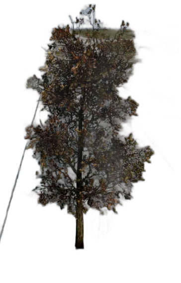 DayZ TreeSoft_t_quercusRobur_1s - Treesoft T Quercusrobur 1S image