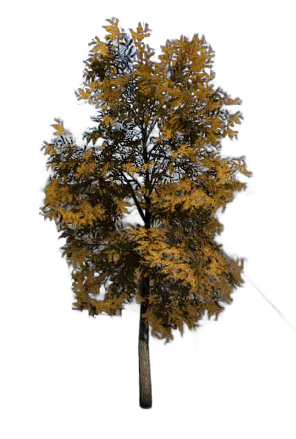 DayZ TreeSoft_t_robiniaPseudoacacia_1f - Treesoft T Robiniapseudoacacia 1F image